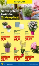 Gazetka promocyjna Lidl - Gazetka ważna od 5.06 do 6.06 - Gazetka - ważna od 06.06 do 06.06.2026 - strona 88 - produkty: Piwo, Storczyk, Bukiet, Osłonka