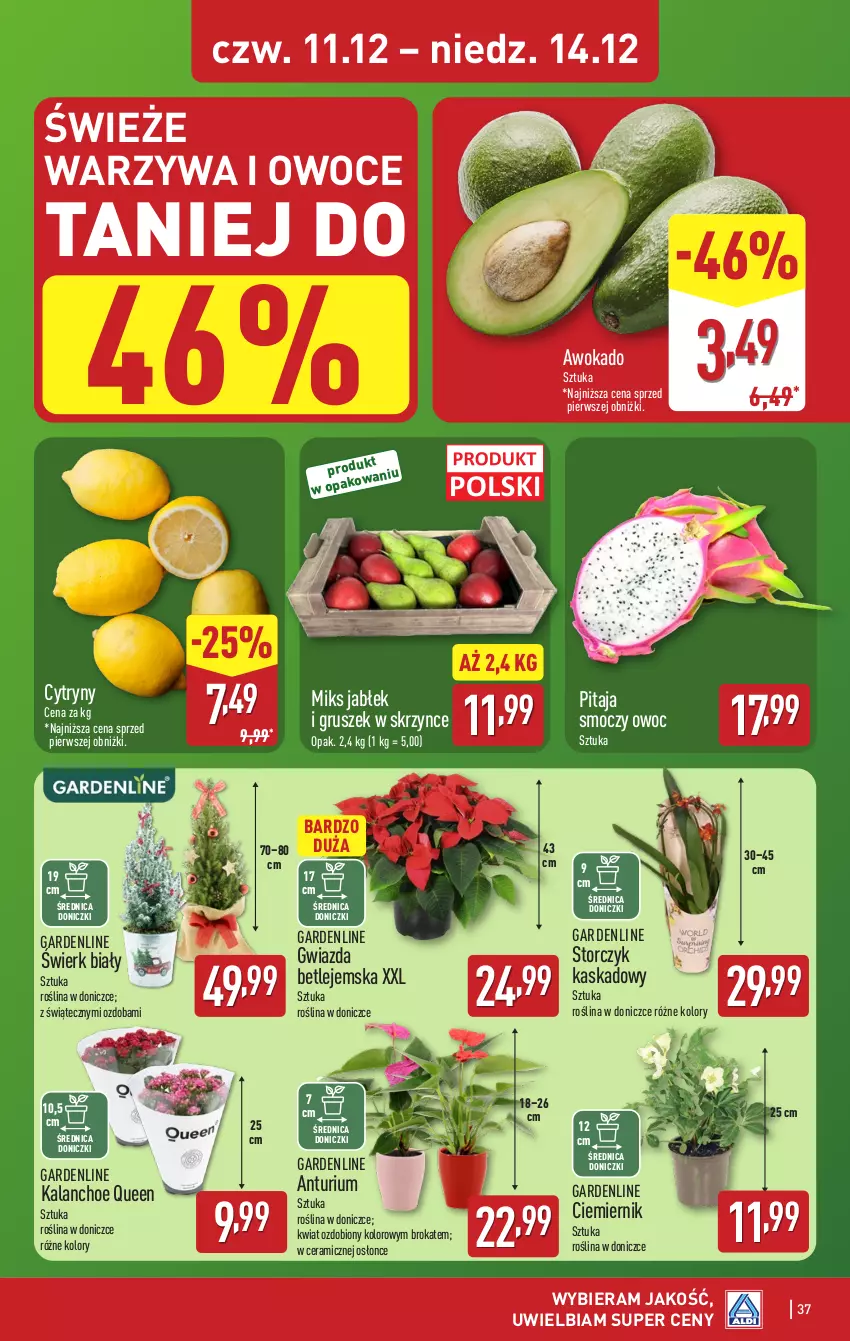Gazetka promocyjna Aldi - Pełna oferta - ważna 08.12 do 14.12.2025 - strona 37 - produkty: Cytryny, Gwiazda, Kalanchoe, Kask, Owoce, Ozdoba, Storczyk, Warzywa, Warzywa i owoce