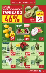 Gazetka promocyjna Aldi - Pełna oferta - Gazetka - ważna od 14.12 do 14.12.2025 - strona 37 - produkty: Warzywa, Warzywa i owoce, Cytryny, Kask, Kalanchoe, Gwiazda, Ozdoba, Storczyk, Owoce