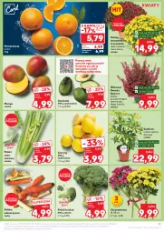 Gazetka promocyjna Kaufland - Gazetka tygodnia - Gazetka - ważna od 23.10 do 23.10.2024 - strona 11 - produkty: Chryzantema, Cytryny, Pomarańcze, Seler naciowy, Grunt, Mango