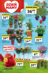 Gazetka promocyjna Auchan - Gazetka 30 Lat Hipermarket Auchan - Gazetka - ważna od 27.05 do 27.05.2026 - strona 8 - produkty: Piwo, Róża