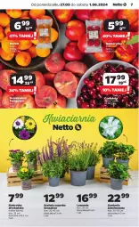 Gazetka promocyjna Netto - Artykuły spożywcze - Gazetka - ważna od 01.06 do 01.06.2024 - strona 7 - produkty: Morela, Sati, Kosz, Nektarynka, Nektar