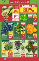 Gazetka promocyjna Aldi - Oferta weekendowa - Gazetka - ważna od 12.07 do 12.07.2025 - strona 4 - produkty: Sok, Róża, Ananas, Tera, Palma, Sałat, Burger, Pomidory