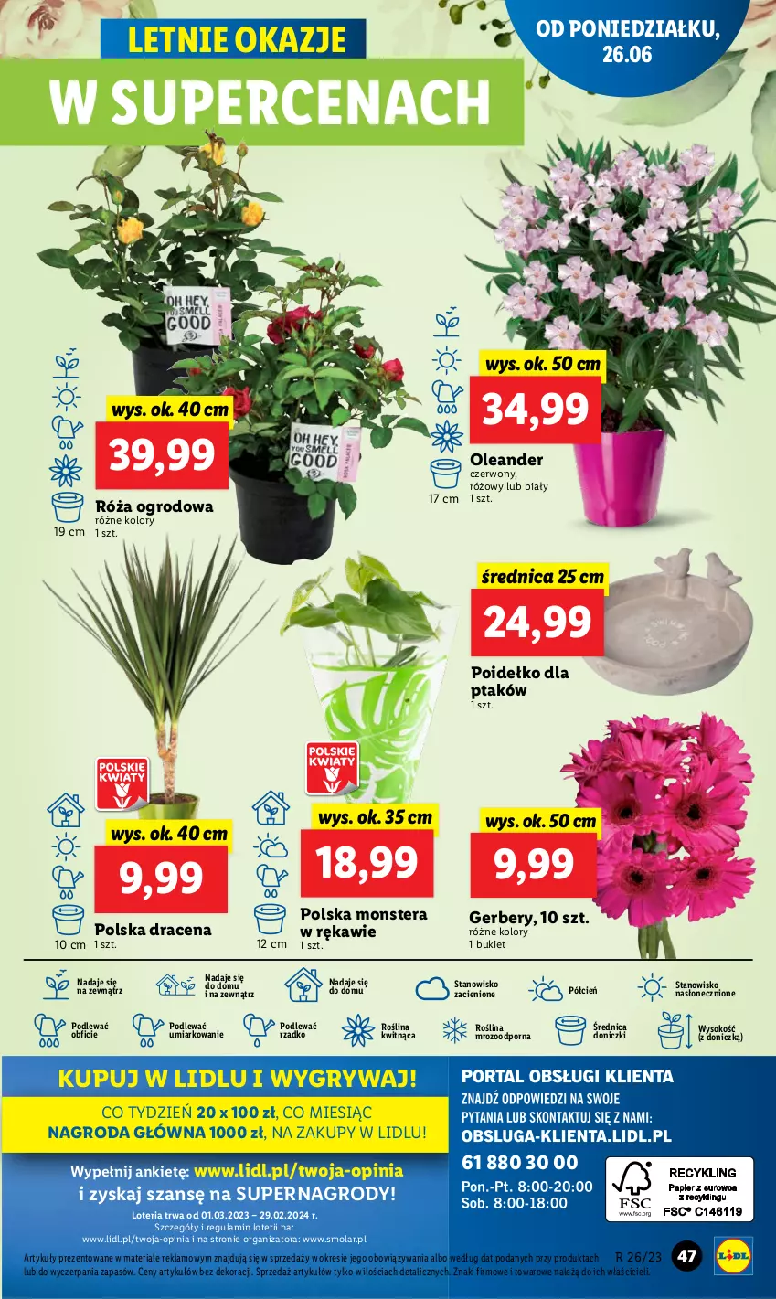 Gazetka promocyjna Lidl - GAZETKA - ważna 26.06 do 28.06.2023 - strona 49 - produkty: Bukiet, Cień, Gerber, Gry, Mola, O nas, Por, Róża, Sok, Tera