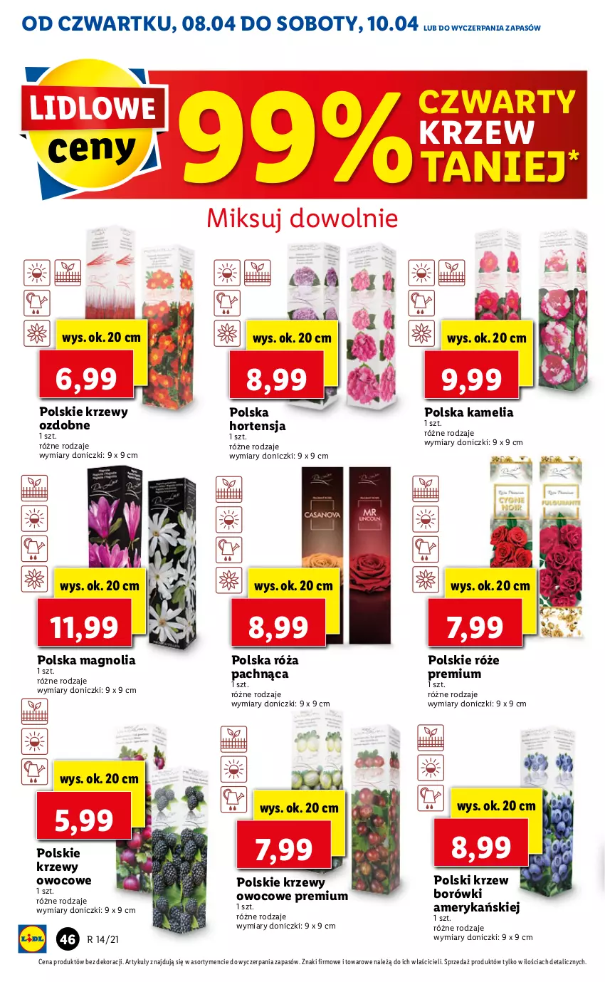 Gazetka promocyjna Lidl - GAZETKA - ważna 08.04 do 10.04.2021 - strona 46 - produkty: Róża