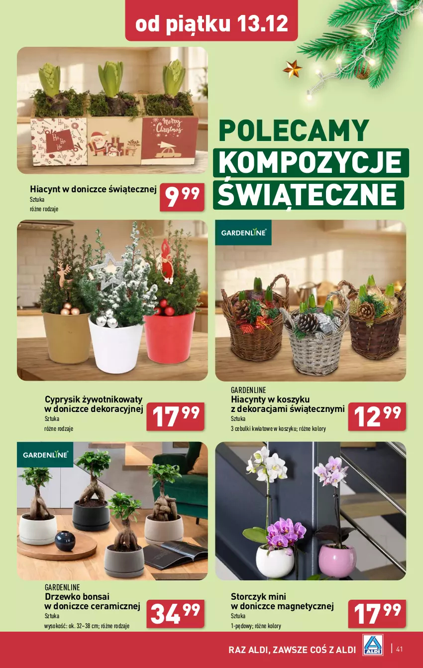 Gazetka promocyjna Aldi - Pełna oferta - ważna 09.12 do 15.12.2024 - strona 41 - produkty: Cyprysik, Hiacynt, Kosz, Sok, Storczyk