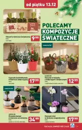 Gazetka promocyjna Aldi - Pełna oferta - Gazetka - ważna od 15.12 do 15.12.2024 - strona 41 - produkty: Sok, Hiacynt, Cyprysik, Kosz, Storczyk