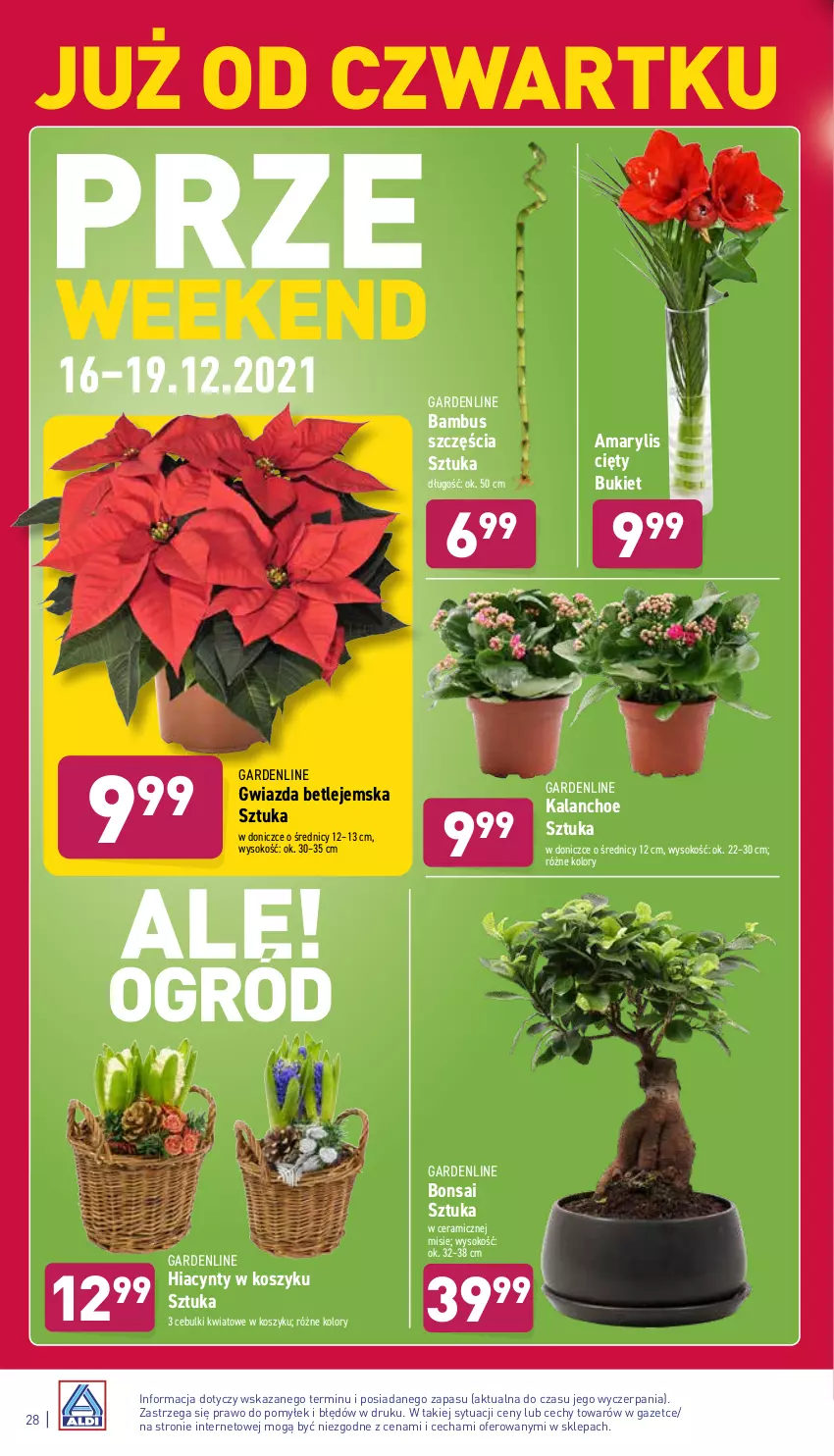 Gazetka promocyjna Aldi - ważna 13.12 do 19.12.2021 - strona 28 - produkty: Amarylis, Bukiet, Gwiazda, Hiacynt, Kalanchoe, Kosz, Sok