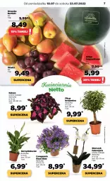 Gazetka promocyjna Netto - Artykuły spożywcze oraz Akcesoria i dodatki - Gazetka - ważna od 23.07 do 23.07.2022 - strona 7 - produkty: Campanula, Storczyk, Arbuz, Fa