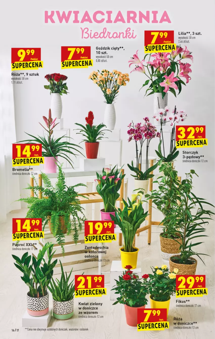 Gazetka promocyjna Biedronka - W tym tygodniu - ważna 19.07 do 24.07.2021 - strona 16 - produkty: Bromelia, Chia, Róża, Sok, Storczyk