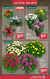 Gazetka promocyjna Aldi - Artykuły przemysłowe i tekstylia - Gazetka - ważna od 25.10 do 25.10.2025 - strona 11 - produkty: Sok, Chryzantema, Ozdoba