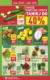 Gazetka promocyjna Aldi - Oferta weekendowa - Gazetka - ważna od 17.01 do 17.01.2026 - strona 6 - produkty: Warzywa, Hiacynt, Tulipan, Zioła w doniczce, Warzywa i owoce, Cytryny, Kask, Kosz, Kiwi, Kalanchoe, Laur, Storczyk, Bukiet, Narcyz, Owoce