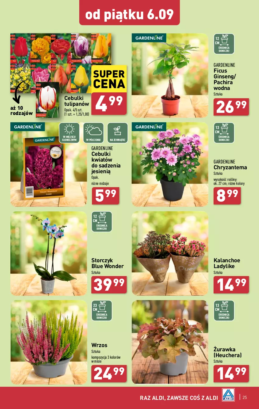 Gazetka promocyjna Aldi - Pełna oferta - ważna 02.09 do 07.09.2024 - strona 25 - produkty: Chryzantema, Gin, Kalanchoe, Sok, Storczyk, Tulipan