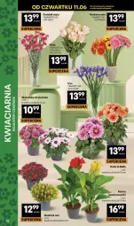 Gazetka promocyjna Delikatesy Centrum - Franczyza DC24 Czwartek - Gazetka - ważna od 17.06 do 17.06.2026 - strona 38 - produkty: Róża, Bell, Bukiet, Bella
