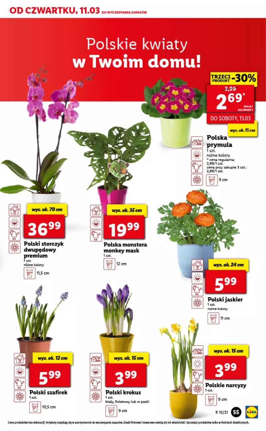 Gazetka promocyjna Lidl - GAZETKA - ważna 11.03 do 13.03.2021 - strona 55 - produkty: Krokus, Prymula