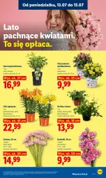 Gazetka promocyjna Lidl - Gazetka ważna od 13.07 do 15.07 - Gazetka - ważna od 15.07 do 15.07.2026 - strona 87 - produkty: Gerber, Chryzantema, Bukiet