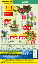 Gazetka promocyjna Lidl - GAZETKA - Gazetka - ważna od 28.01 do 28.01.2024 - strona 38 - produkty: Sok, Por, Gry, Gra, Hiacynt, Tulipan, Prymula, Cynk, Cień, O nas, Mola, Bukiet, Narcyz