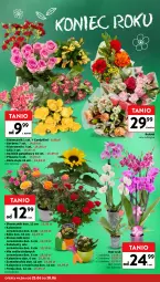 Gazetka promocyjna Intermarche - Gazetka Intermarche - Gazetka - ważna od 01.07 do 01.07.2026 - strona 22 - produkty: Piwo, Gerber, Róża, Chia, Kalanchoe, Storczyk, Bukiet, Sukulent