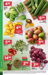 Gazetka promocyjna Stokrotka - Supermarket - Gazetka - ważna od 27.12 do 27.12.2024 - strona 14 - produkty: Cebula czerwona, Cebula, Warzywa, Amarylis, Cytryny, Stół, Sałat, Owoce, Mango, Mięso