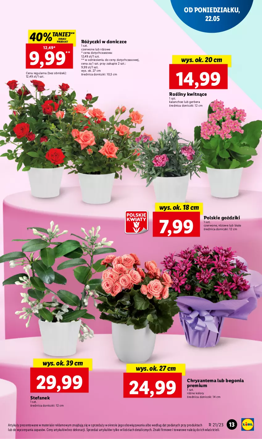 Gazetka promocyjna Lidl - GAZETKA - ważna 22.05 do 24.05.2023 - strona 17 - produkty: Chryzantema, Fa, Gerber, Kalanchoe