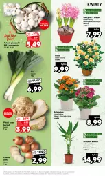 Gazetka promocyjna Kaufland - Mocny Start - Gazetka - ważna od 17.01 do 17.01.2024 - strona 13 - produkty: Piec, Cebula, Hiacynt, Seler korzeń, Róża, Kalanchoe