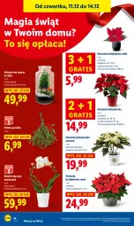 Gazetka promocyjna Lidl - GAZETKA - Gazetka - ważna od 14.12 do 14.12.2025 - strona 74 - produkty: Sok, Gra, Storczyk