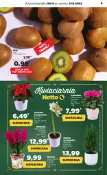 Gazetka promocyjna Netto - Artykuły spożywcze - Gazetka - ważna od 03.12 do 03.12.2022 - strona 5 - produkty: Hiacynt, Cyklamen, Amarylis, Kiwi, Gwiazda