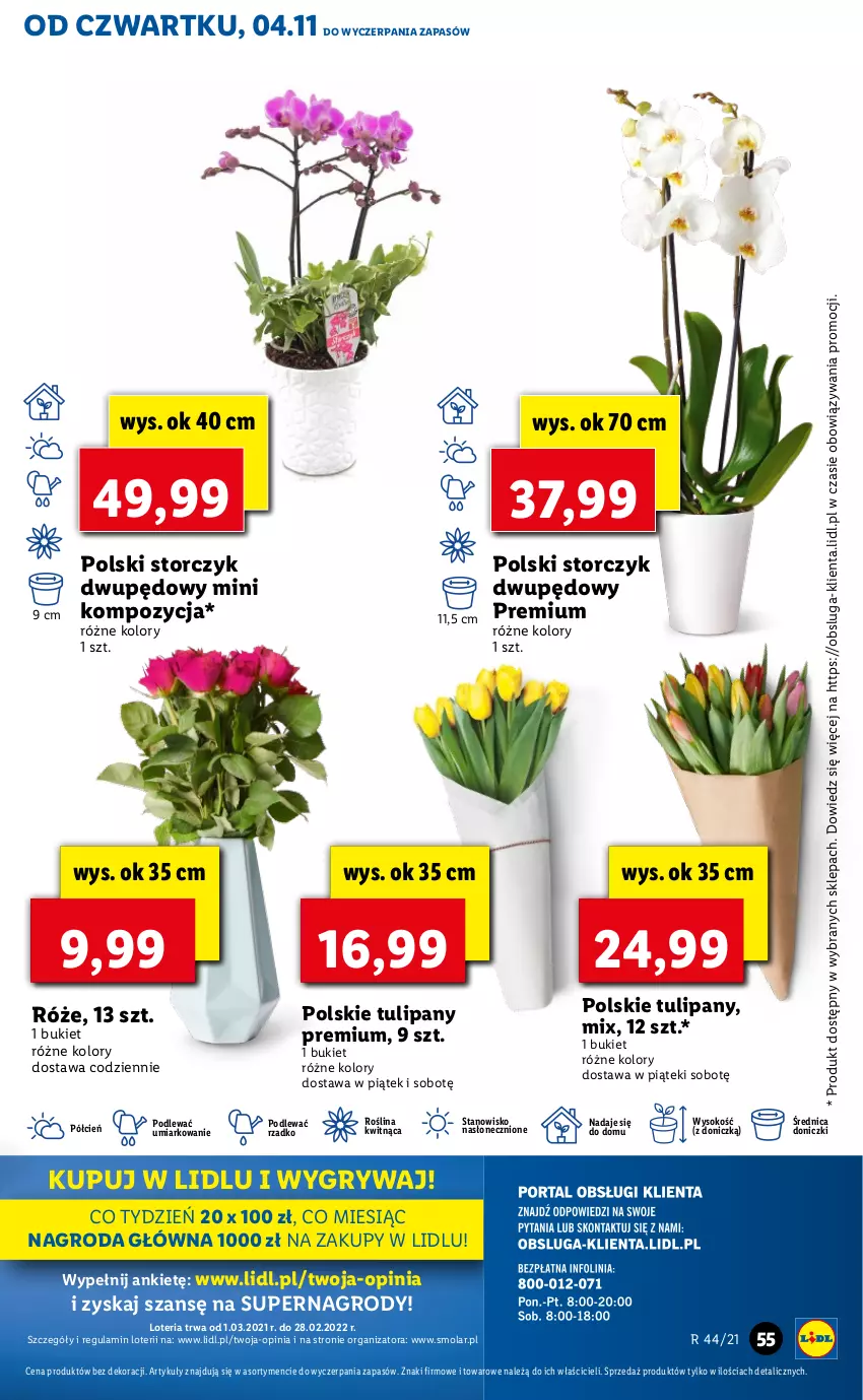 Gazetka promocyjna Lidl - GAZETKA - ważna 04.11 do 07.11.2021 - strona 55 - produkty: Bukiet, Cień, Gry, Mola, O nas, Sok, Storczyk, Tulipan