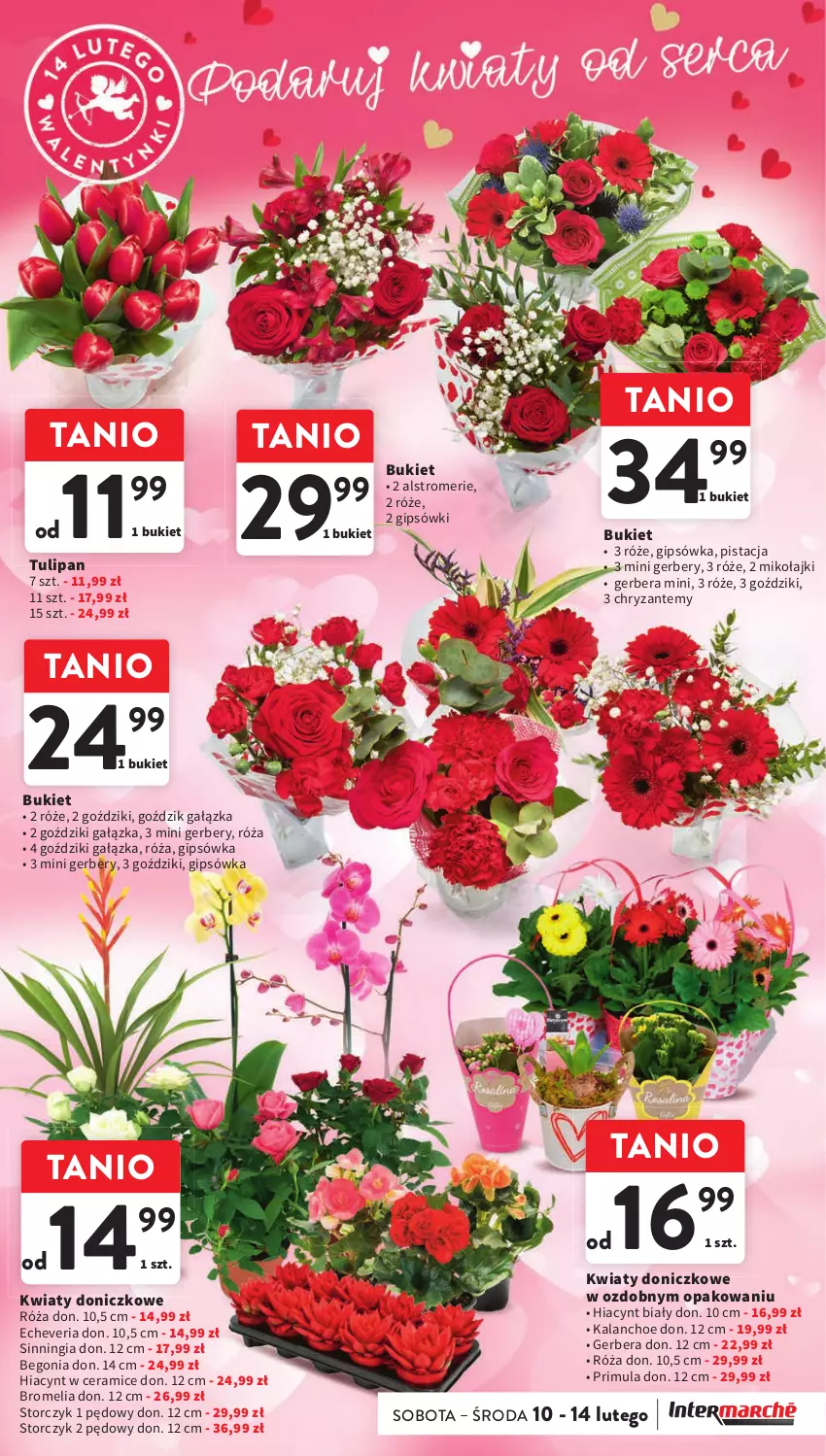 Gazetka promocyjna Intermarche - Gazetka Intermarche - ważna 08.02 do 14.02.2024 - strona 19 - produkty: Bromelia, Bukiet, Gerber, Hiacynt, Kalanchoe, Primula, Róża, Storczyk, Tulipan