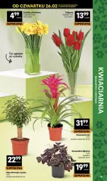 Gazetka promocyjna Delikatesy Centrum - Franczyza DC09 Czwartek - Gazetka - ważna od 04.03 do 04.03.2026 - strona 39 - produkty: Tulipan, Bukiet
