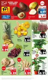 Gazetka promocyjna Kaufland - Mocny Start - Gazetka - ważna od 06.09 do 06.09.2023 - strona 7 - produkty: Pietruszka, Seler korzeń, Cytryny, Siatka, Winogrona, Wino