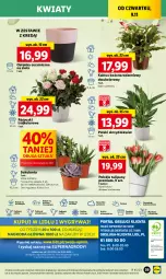 Gazetka promocyjna Lidl - GAZETKA - Gazetka - ważna od 10.11 do 10.11.2023 - strona 55 - produkty: Sok, Por, Gry, Tulipan, Kaktus, Cień, O nas, Mola, Bukiet, Sukulent, Osłonka