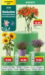 Gazetka promocyjna Lidl - GAZETKA - Gazetka - ważna od 29.06 do 29.06.2025 - strona 58 - produkty: Campanula, Cień, Bukiet