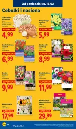 Gazetka promocyjna Lidl - GAZETKA - Gazetka - ważna od 18.02 do 18.02.2026 - strona 48 - produkty: Cebula, Dywan