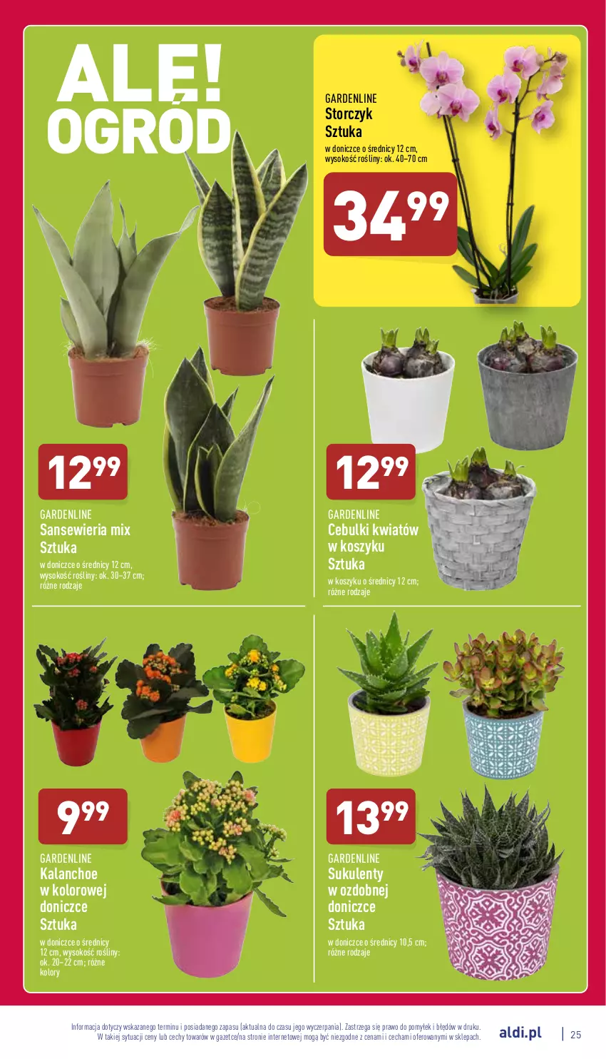 Gazetka promocyjna Aldi - Pełny katalog - ważna 10.01 do 15.01.2022 - strona 25 - produkty: Kalanchoe, Kosz, Sok, Storczyk, Sukulent