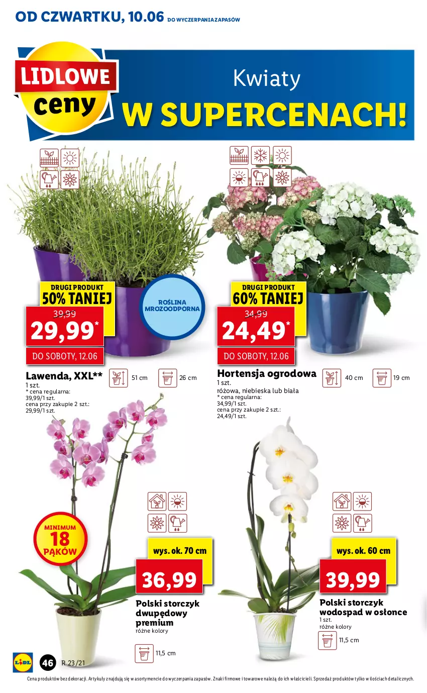 Gazetka promocyjna Lidl - GAZETKA - ważna 10.06 do 12.06.2021 - strona 46 - produkty: Por, Storczyk