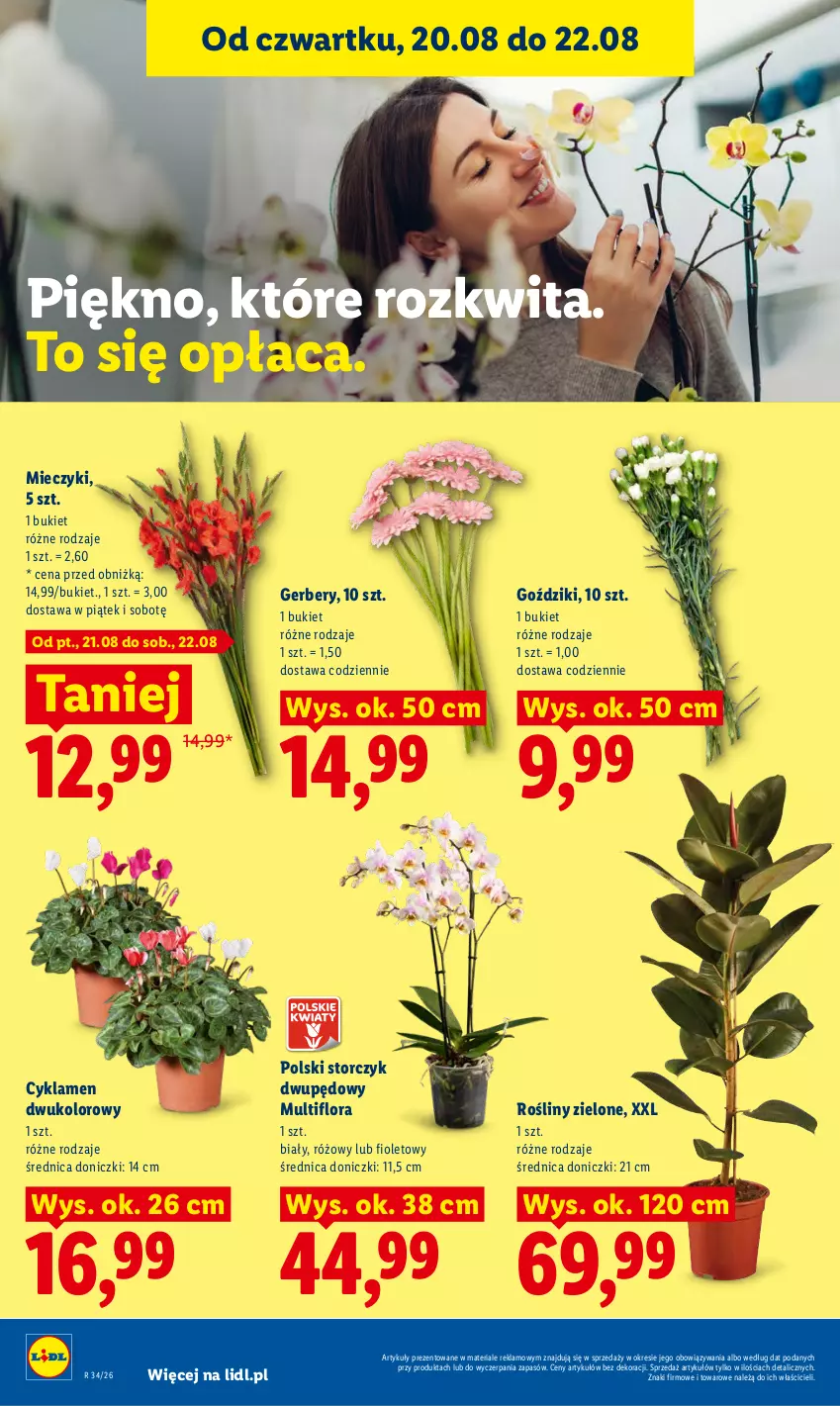 Gazetka promocyjna Lidl - Gazetka ważna od 20.08 do 22.08 - ważna 20.08 do 22.08.2026 - strona 96 - produkty: Bukiet, Cyklamen, Flora, Gerber, Miecz, Storczyk