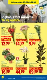 Gazetka promocyjna Lidl - Gazetka ważna od 20.08 do 22.08 - Gazetka - ważna od 22.08 do 22.08.2026 - strona 96 - produkty: Cyklamen, Gerber, Storczyk, Bukiet, Flora, Miecz