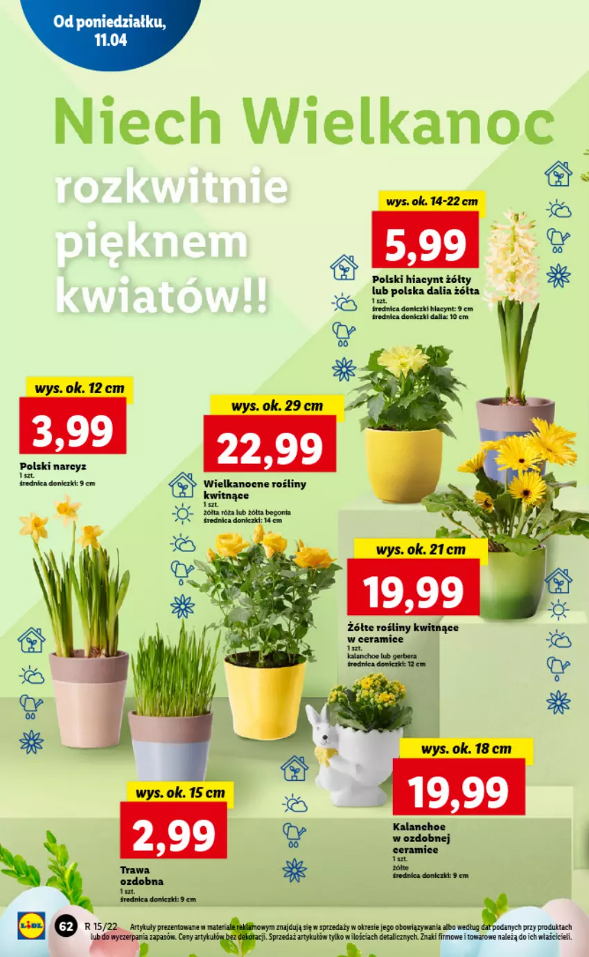 Gazetka promocyjna Lidl - GAZETKA - ważna 11.04 do 13.04.2022 - strona 62 - produkty: Hiacynt, Narcyz, Róża