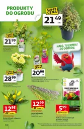 Gazetka promocyjna Auchan - Gazetka 30 Lat Hipermarket Auchan - Gazetka - ważna od 04.04 do 04.04.2026 - strona 14 - produkty: Tulipan, Paola, Bukiet, Fa