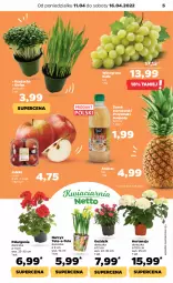 Gazetka promocyjna Netto - Gazetka spożywcza - Gazetka - ważna od 16.04 do 16.04.2022 - strona 5 - produkty: Rzeżucha, Ananas, Przysmaki, Narcyz, Wino