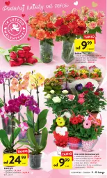 Gazetka promocyjna Intermarche - Gazetka Intermarche - Gazetka - ważna od 15.02 do 15.02.2023 - strona 12 - produkty: Gerber, Tulipan, Róża, Kalanchoe, Primula, Storczyk, Bukiet, Flora