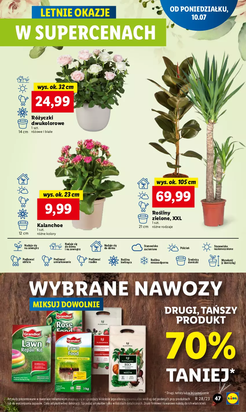 Gazetka promocyjna Lidl - GAZETKA - ważna 10.07 do 12.07.2023 - strona 52 - produkty: Cień, Kalanchoe, O nas, Por, Sok