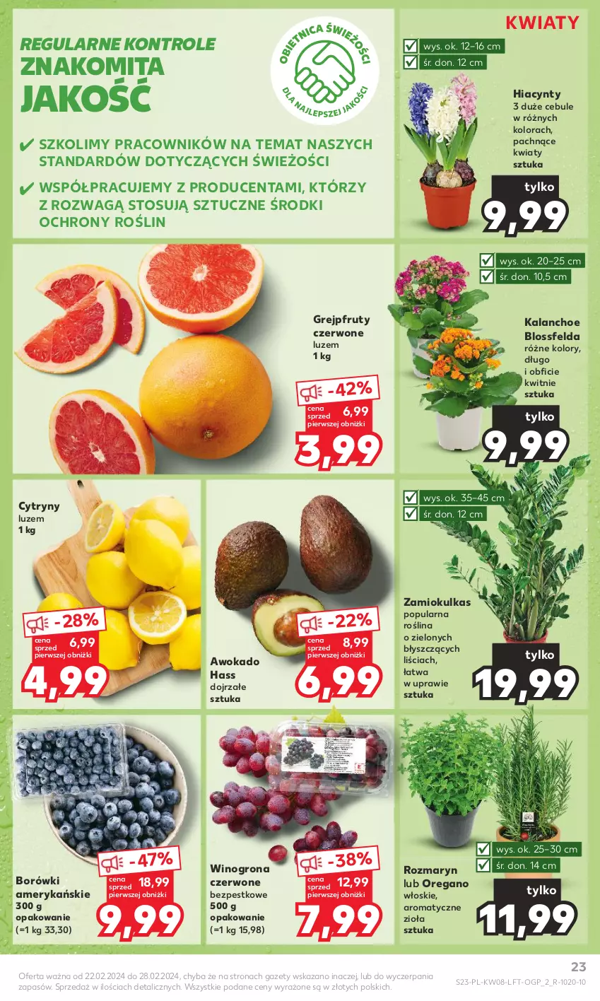 Gazetka promocyjna Kaufland - Gazetka tygodnia - ważna 22.02 do 28.02.2024 - strona 23 - produkty: Cytryny, Grejpfrut, Hiacynt, Kalanchoe, Wino, Winogrona