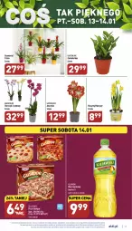 Gazetka promocyjna Aldi - Pełny katalog - Gazetka - ważna od 14.01 do 14.01.2023 - strona 17 - produkty: Kujawski, Hiacynt, Amarylis, Dr. Oetker, Pizza, Storczyk, Narcyz, Olej rzepakowy, Olej