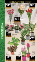 Gazetka promocyjna Delikatesy Centrum - Franczyza DC06 Czwartek - Gazetka - ważna od 11.02 do 11.02.2026 - strona 38 - produkty: Hiacynt, Tulipan, Bukiet