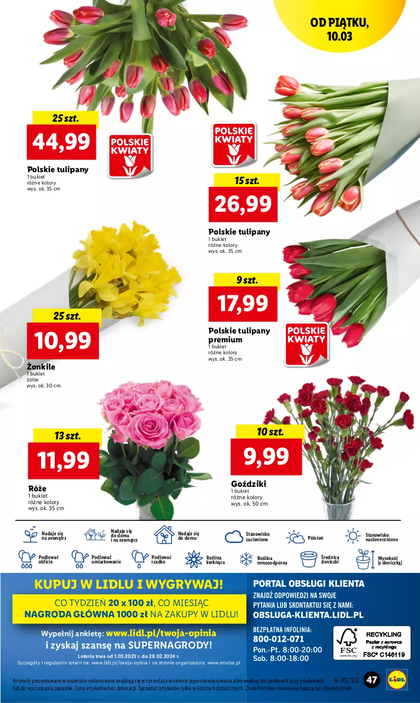 Gazetka promocyjna Lidl - GAZETKA - ważna 09.03 do 11.03.2023 - strona 55 - produkty: Bukiet, Cień, Gry, Mola, O nas, Por, Sok, Tulipan