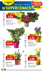 Gazetka promocyjna Lidl - GAZETKA - Gazetka - ważna od 11.03 do 11.03.2023 - strona 54 - produkty: Prymula, Tera, Narcyz, Krokus