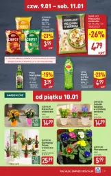 Gazetka promocyjna Aldi - Pełna oferta - Gazetka - ważna od 11.01 do 11.01.2025 - strona 29 - produkty: Piwa, Piwo, Sok, Gra, Namysłów, Mieszanka studencka, Ice tea, Chipsy, Kalanchoe, Lipton, Napój