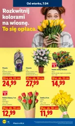 Gazetka promocyjna Lidl - Gazetka ważna od 7.04 do 8.04 - Gazetka - ważna od 08.04 do 08.04.2026 - strona 46 - produkty: Piwo, Tulipan, Bukiet, Aksam